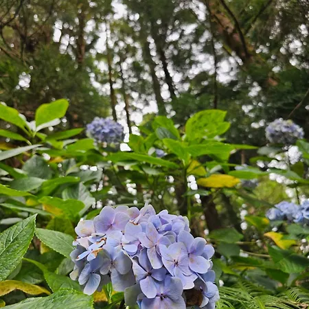 Casa Anjos Vakantiehuis *